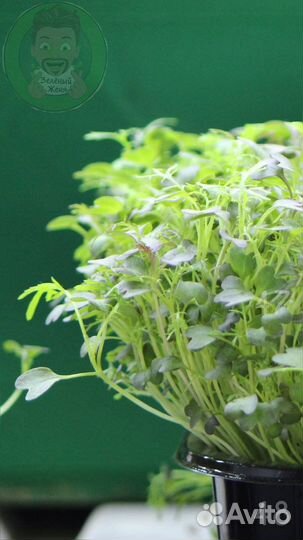 Семена микрозелени Европейские Элитные сорта