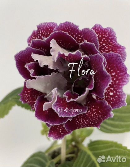 Глоксинии сортовые махровые