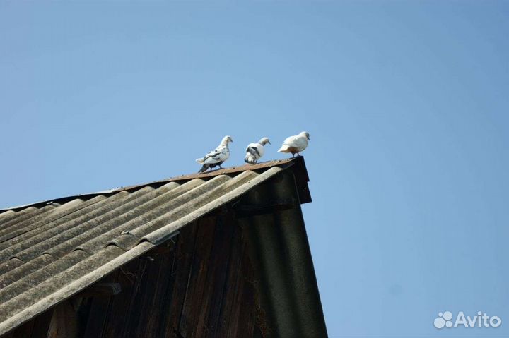 Породистые голуби