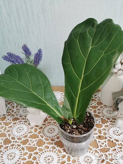 Фикус лирата колумнарис