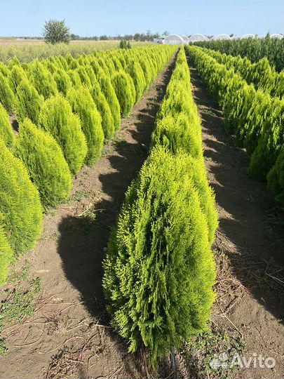 Продажа Хвойных растений Симферополь/Крым