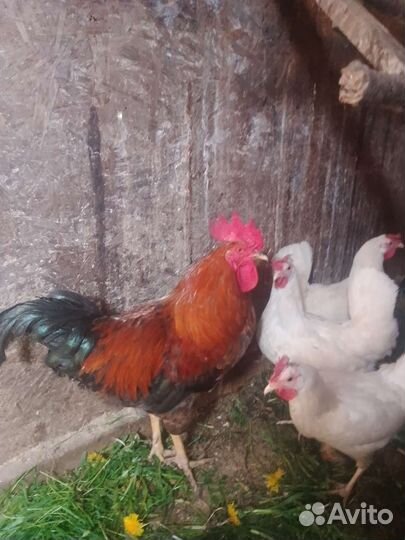 Цыплята суточные Лесколово