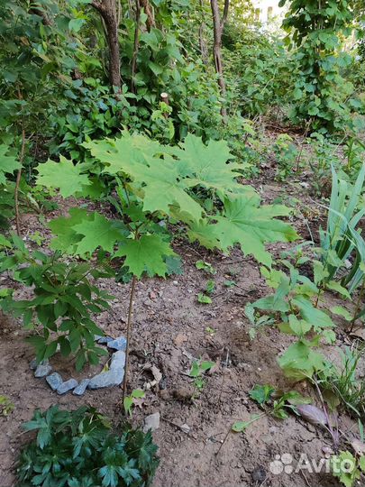 Клен остролистный