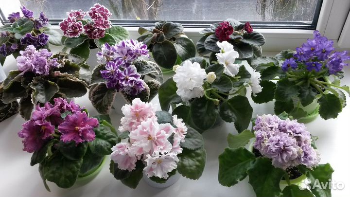 Детки фиалок