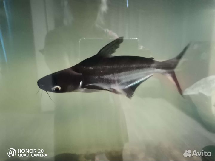 Аквариумные рыбки