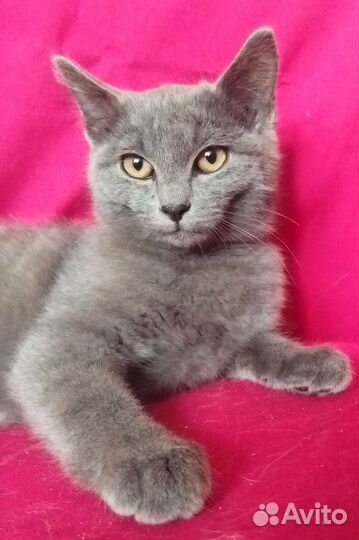 Котёнок 3 месяца