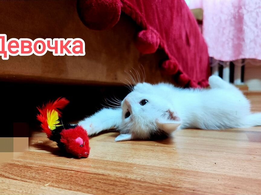 Котёнок-лапочка