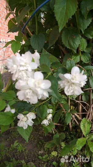 Декоративные кустарники и сортовые лилейники