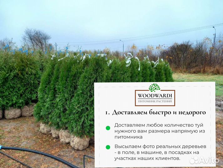 Туя Смарагд 1,5 м