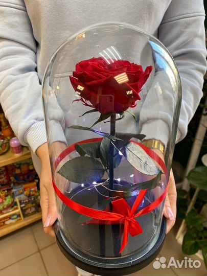 Самая большая вечная розы в колбе