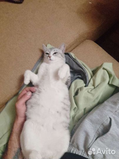 Кошка и два котенка обе девочки) в дар