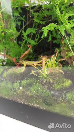 Флорариум с хищными растениями