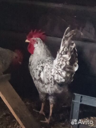 Молодые петухи в Архангельске