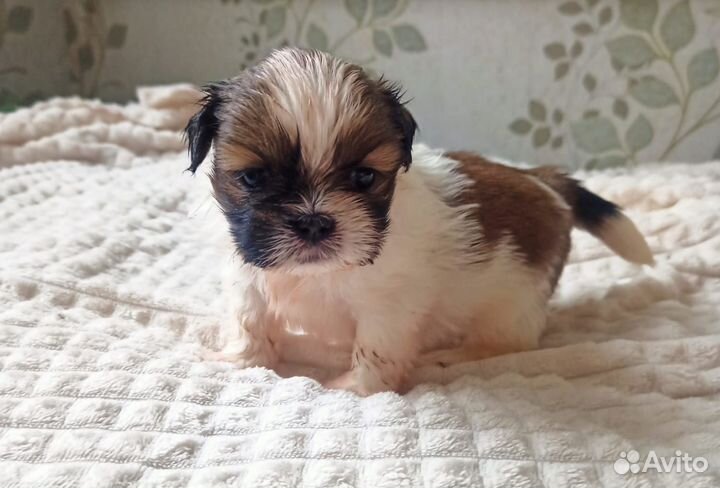 Щенки ши-тцу