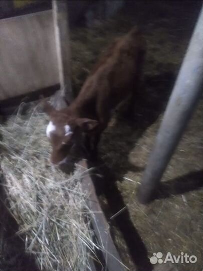 Телка 2 месяца