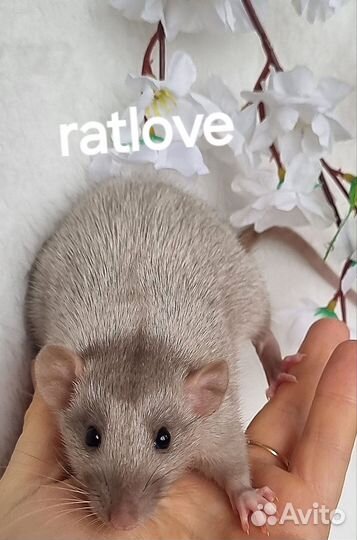 Крысята крысы сильвермейн от ratlove