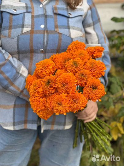 Бархатцы 50 см, оранжевые
