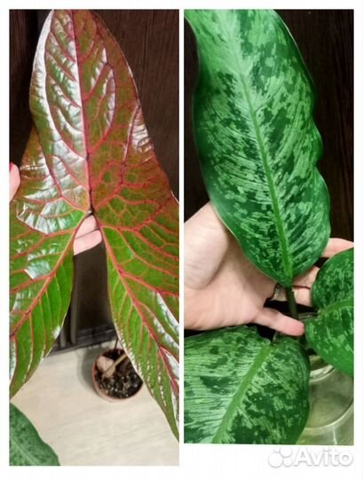 Циртосперма и диффенбахия