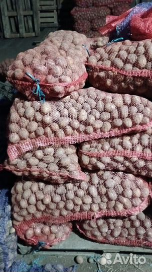 Продам Картофель на семена оптом