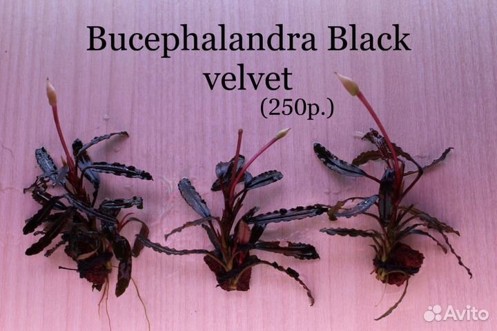 Аквариумные растения