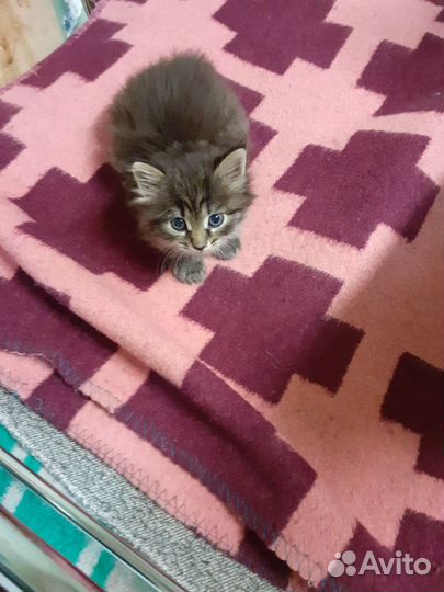 Домашние животные кошки