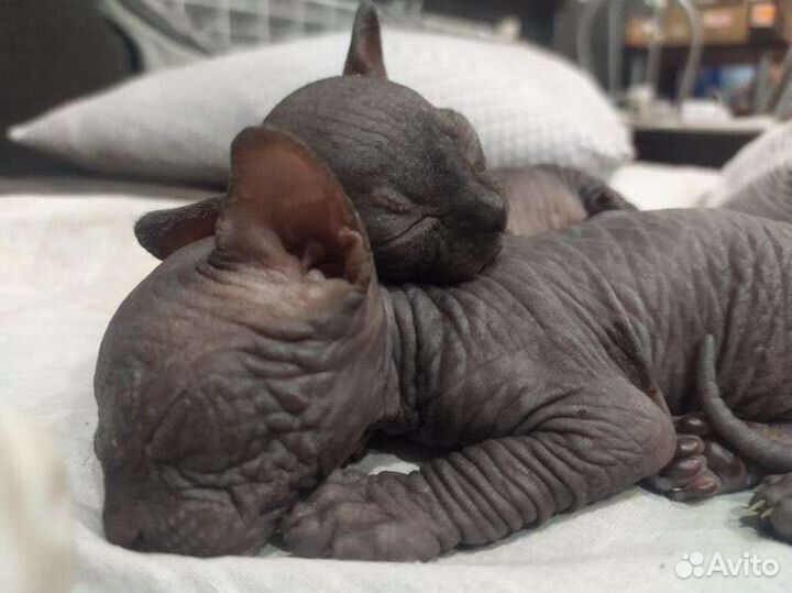Кот случка