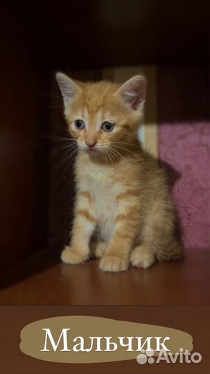 Котята в добрые руки