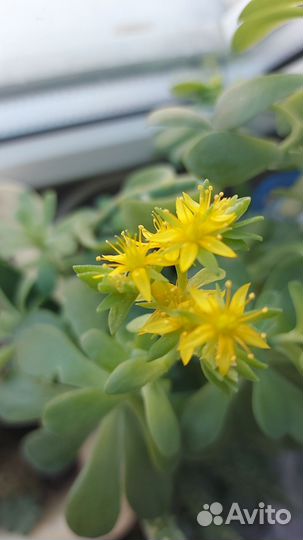 Эониум суккулент