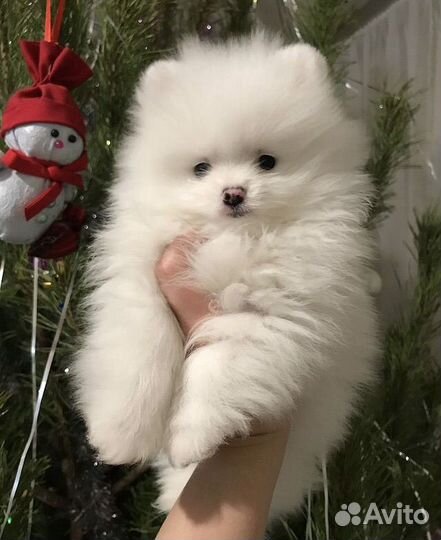 Вязка померанчкий шпиц белый