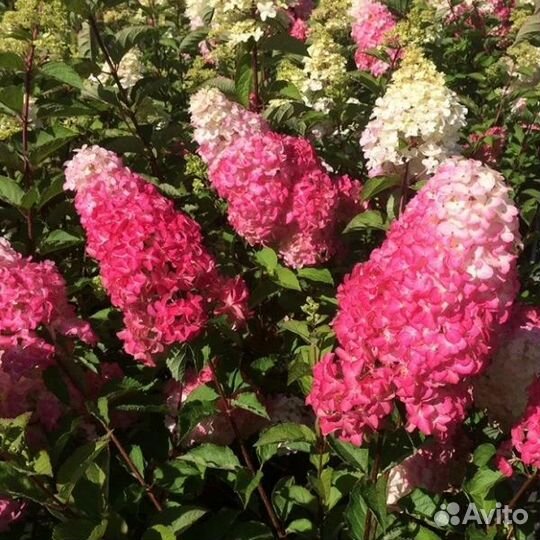 Гортензия метельчатая (14 сортов)