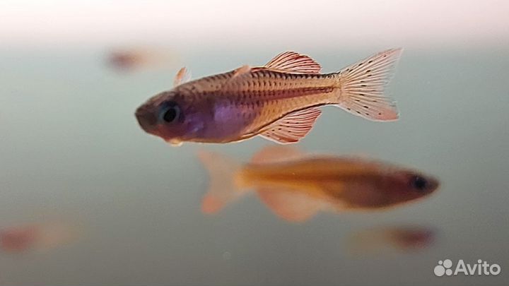 Аквариумные рыбки, гуппи чистая линия