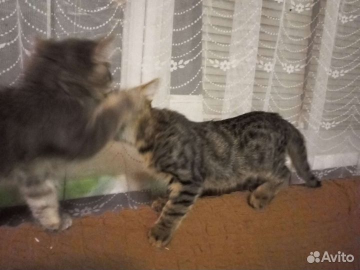 Кошка в дар бесплатно