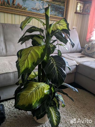 Вазоны, цветы