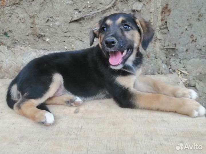 Щенок в добрые руки бесплатно