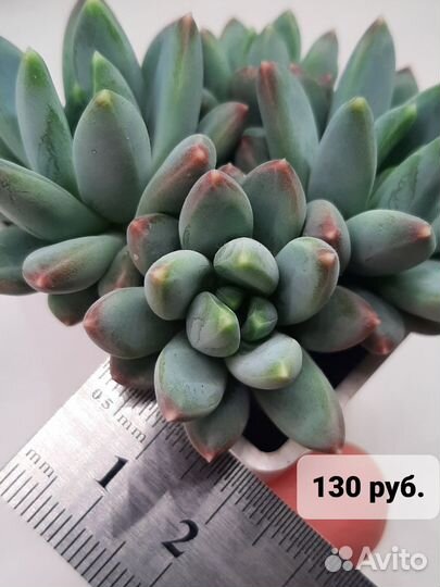 Pachyveria glauca / Пахиверия сизая