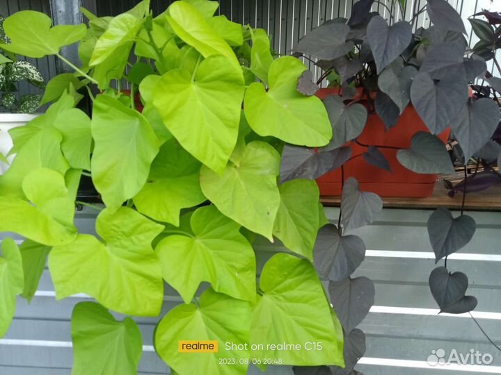 Ипомея батат 6 сортов