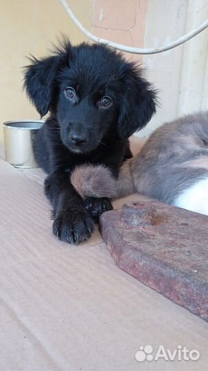 Щенок метис спаниеля в добрые руки