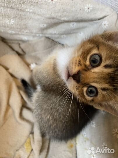 Абиссинская кошка