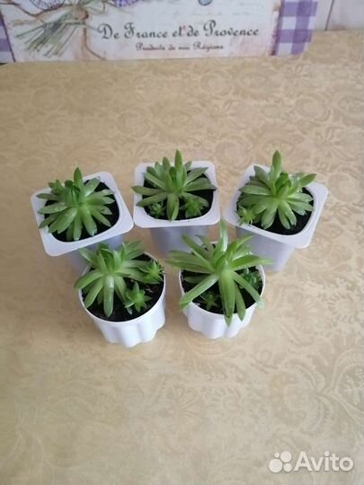 Суккуленты микс