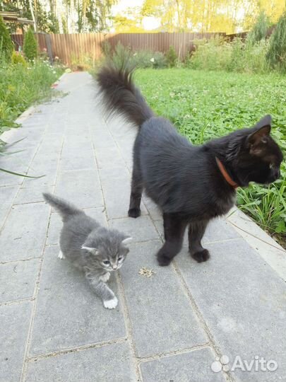 Кошки в добрые руки бесплатно