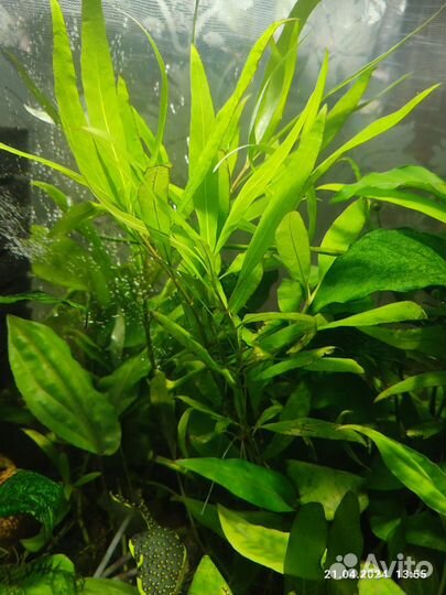 Растение для аквариума