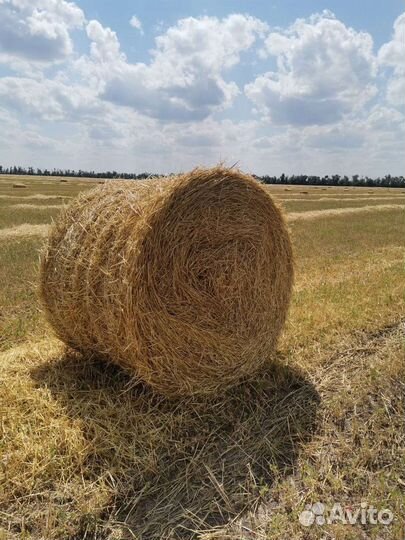 Солома ячменная