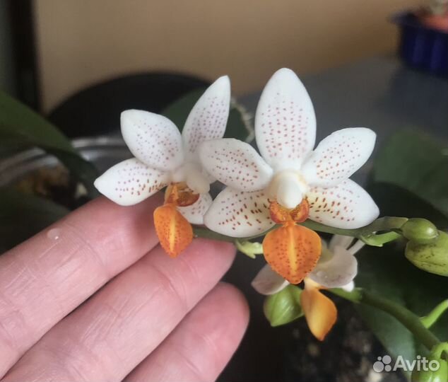 Орхидея, Phalaenopsis