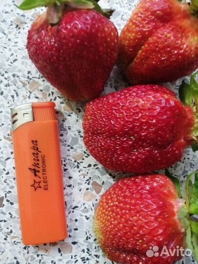 Рассада клубники Гигантелла