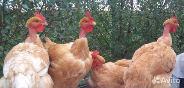 Яйцо цветного бройлера Голошейки(французской)