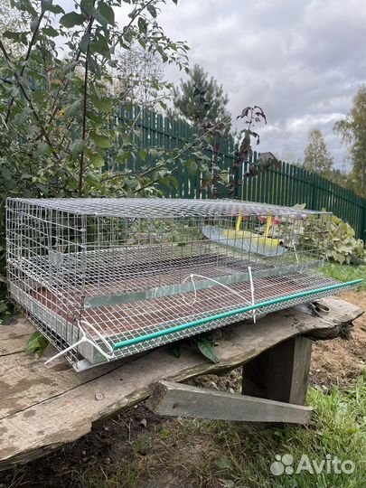 Клетки для перепелов бу