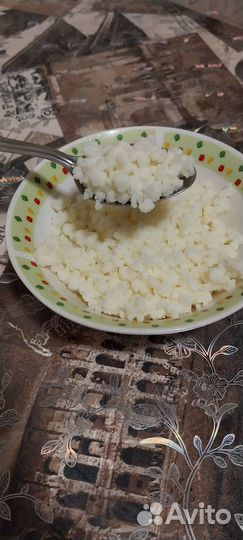 Тибетский молочный гриб