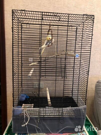 Попугай с клеткой