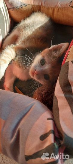 Трехцветная кошечка