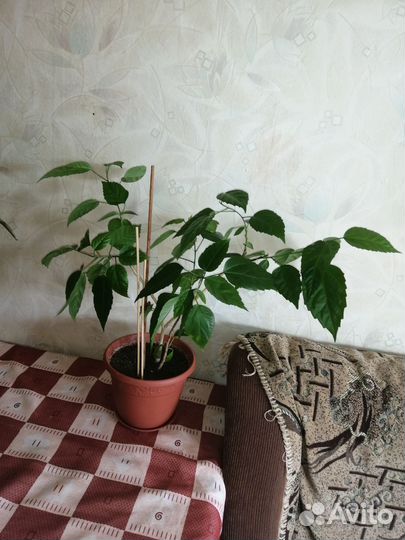 Комнатные растения